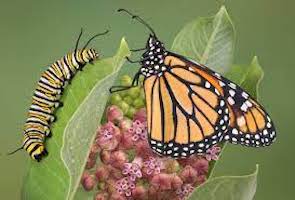 Caterpillar to Butterfly